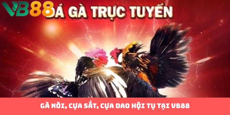 Gà nòi, cựa sắt, cựa dao hội tụ tại VB88