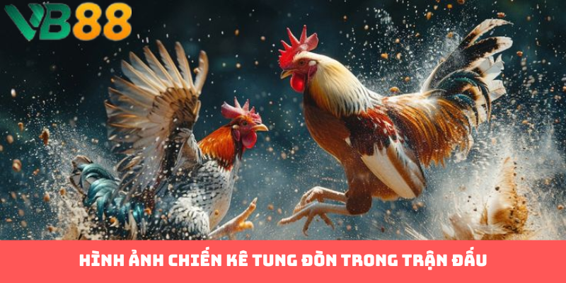 Hình ảnh chiến kê tung đòn trong trận đấu