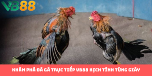 Đá Gà Trực Tiếp VB88 - Bí Kíp Tham Gia Cực Hấp Dẫn