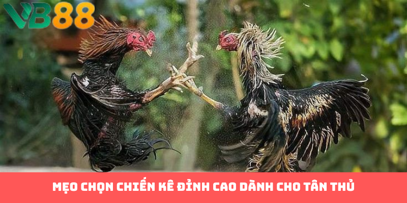 Mẹo chọn chiến kê đỉnh cao dành cho tân thủ