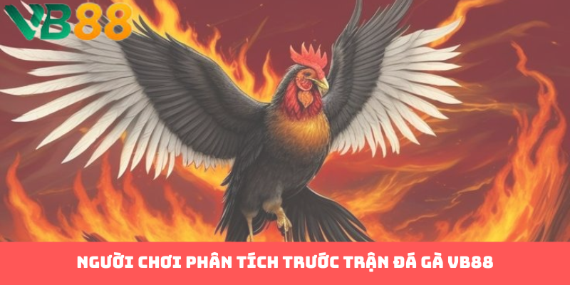Người chơi phân tích trước trận đá gà VB88