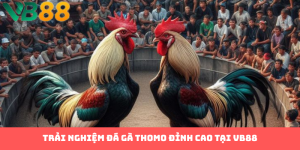 Trải nghiệm đá gà Thomo đỉnh cao tại VB88